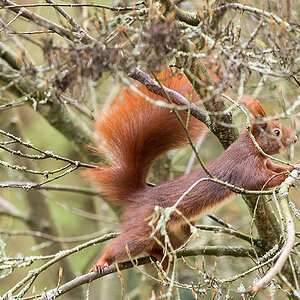 Eichhörnchen 2