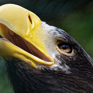 Riesenseeadler