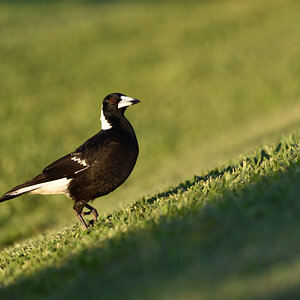 201610_Australian Magpie