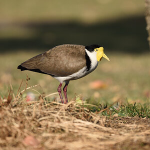 201610_Masked Lapwing