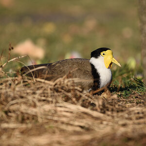 201610_Masked Lapwing
