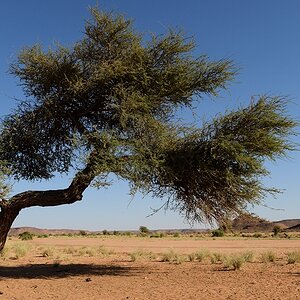 s275 Baum 3623