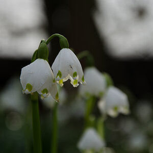 Klockenblumen