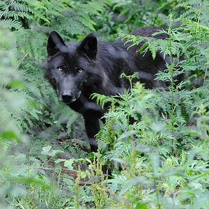 Timberwolf 2x