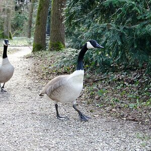 Gänse auf dem Weg