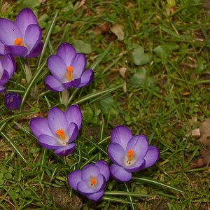 Blumen