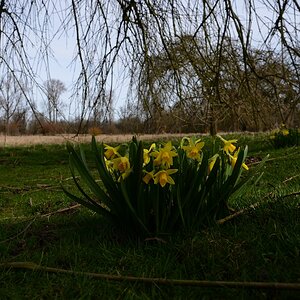 Blumen