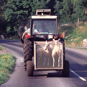 Viehtransport