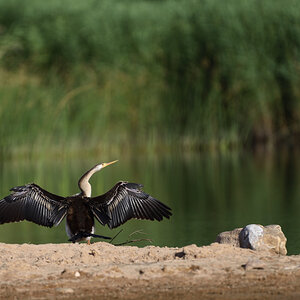 201611_Schlangenhalsvogel