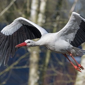 Storch