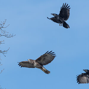 Kraehen jagen Buteo