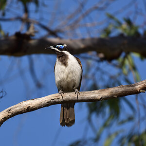 201610_Blue-faced Honeyeater
