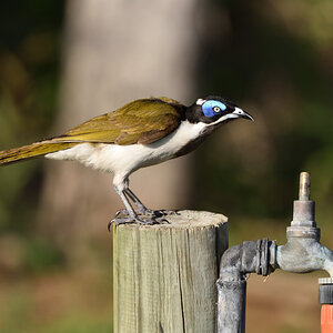 201610_Blue-faced Honeyeater