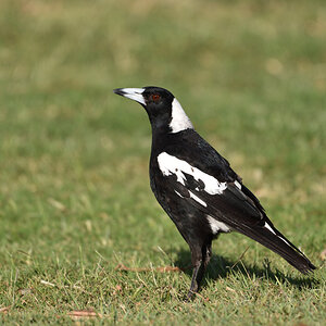201610_Australian Magpie