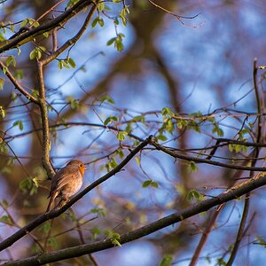 Little Robin
