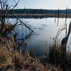 Schwenninger Moos 1238