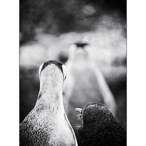 ZooPZ1 8919 00001