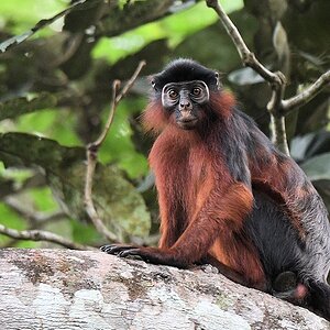 Roter Colubusaffe
Tai Nationalpark

s390 Tai RedColobus 6774a