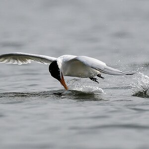 Königsseeschwalbe (Royal Tern)
Lahou-Plage

s931 Lahou Plage RoyalTern 7636