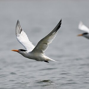 Königsseeschwalbe (Royal Tern)
Lahou-Plage

s931 Lahou Plage RoyalTern 7639