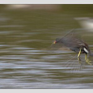 comp HST 2159 00009