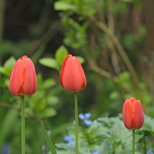 (C)K.R. DSC 2238