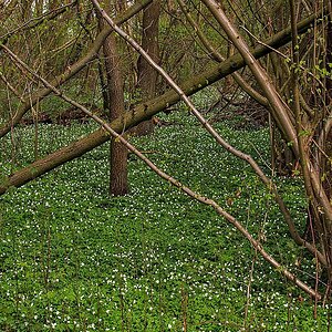 Frühling im Auwald