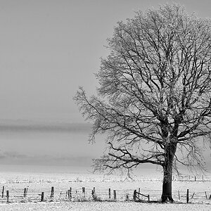 Winterweide