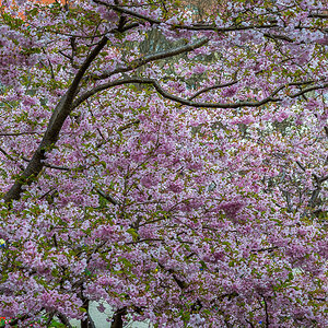Baumblüten