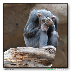 affe