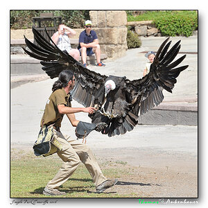 condor