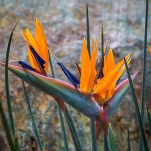 Paradiesvogelblume