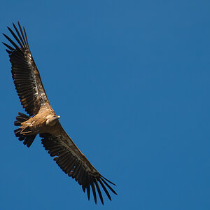 Gänsegeier D70 7510 SC