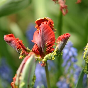 (C)K.R. DSC 2258