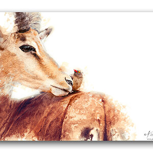 Impala&Madenhacker Rahmen