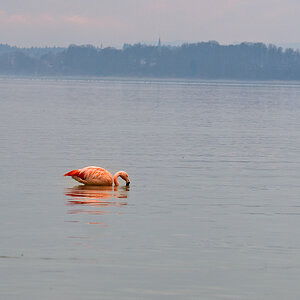 Flamingo am Chiemsee
