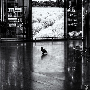 The Pidgeon