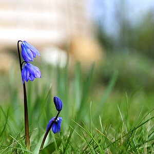 Glockenblume in mien Garten 3.17