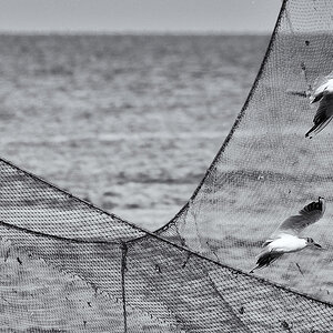 Two Seagulls and One Net
