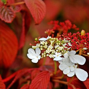 Blüten in rot