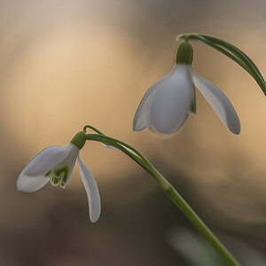 schneegloeckchen 01