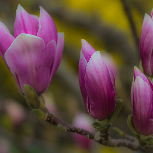 Magnolienblüten