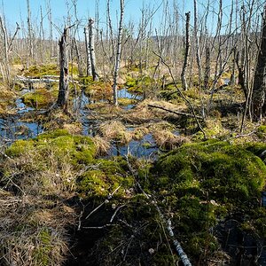 Schwenninger Moos 1319