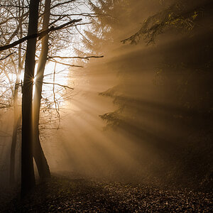 Wald