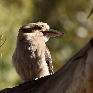 201611_Kookaburra