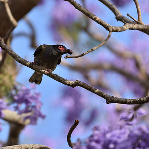 201610_Australischer Feigenpirol