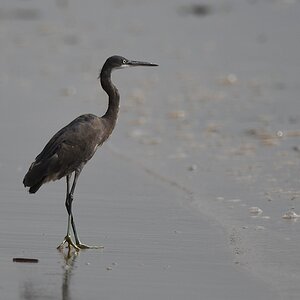 Küstenreiher (Western Reef Egret)
Lahou Plage

s926 Lahou Plage WesternReefEgret 7549