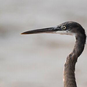 Küstenreiher (Western Reef Egret)
Lahou Plage

s926 Lahou Plage WesternReefEgret 7575