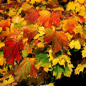 Farben des Herbst