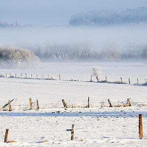The Fog
